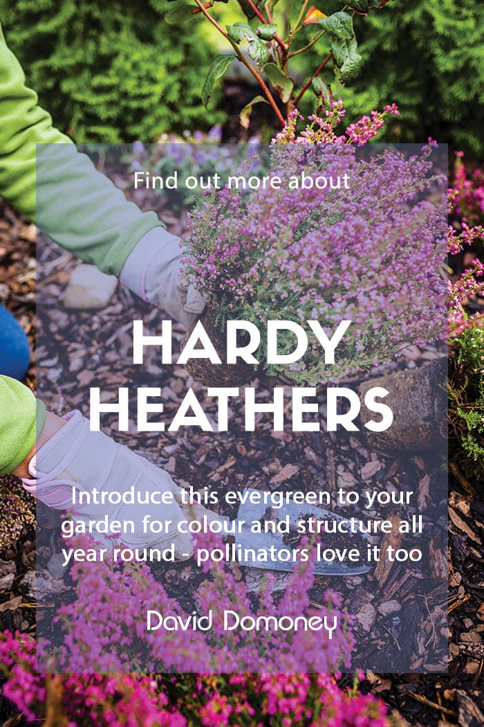 Adding hardy heathers to your garden