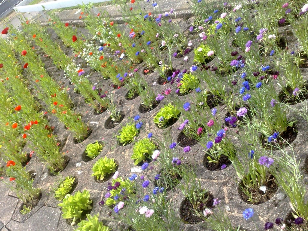 Kings Heath, Birmingham. community gardening