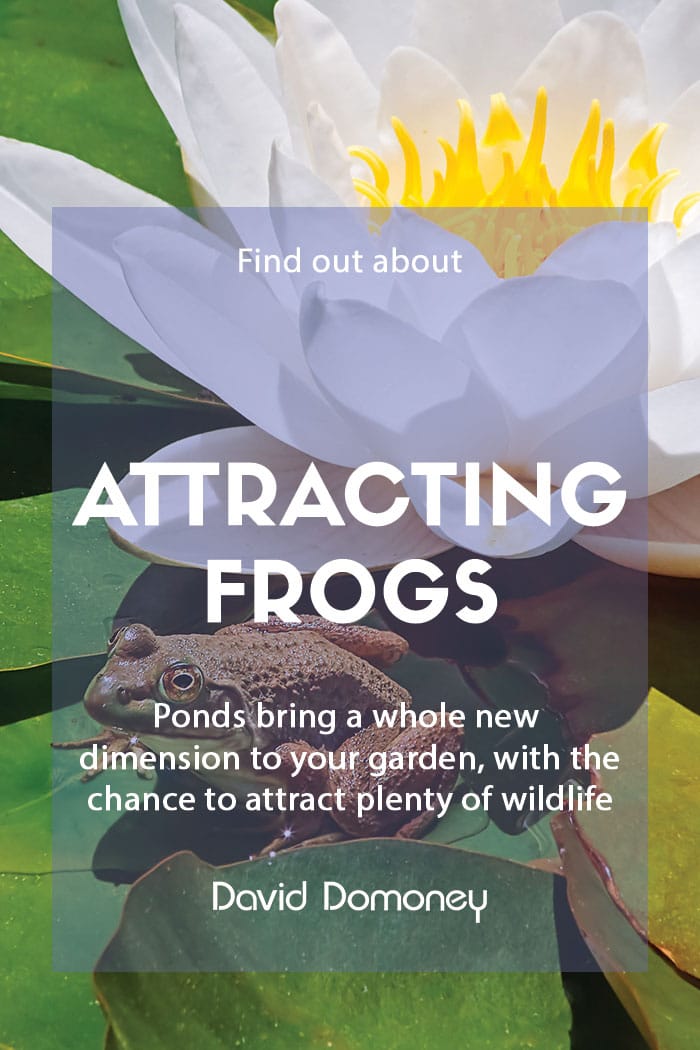 A guide to ponds and attracting frogs to the garden