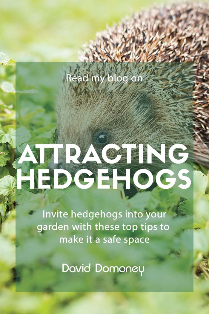 How to attract hedgehogs into your garden