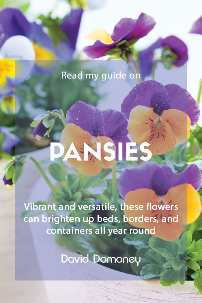 Guide to growing pansies in your garden