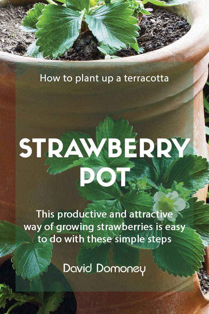 How to plant up a terracotta strawberry pot