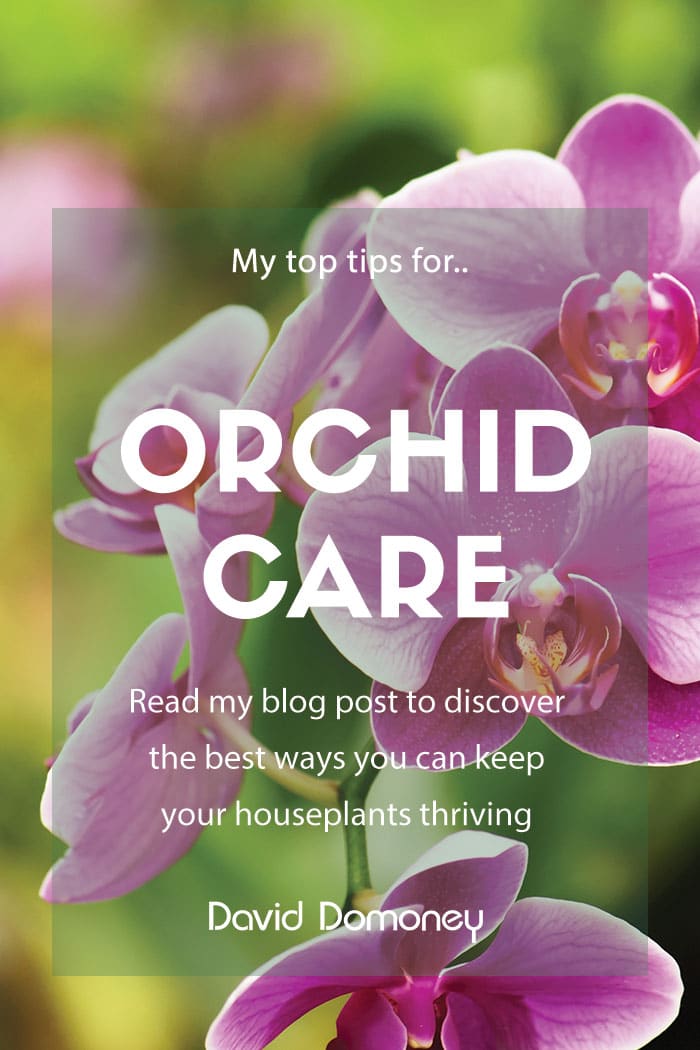 orchid care