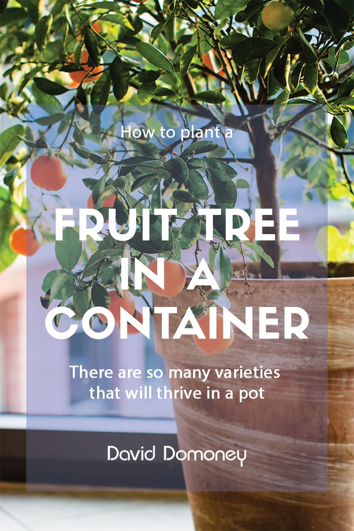 How to: plant a fruit tree in a container