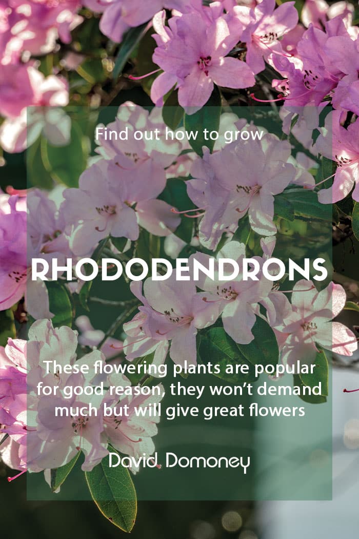 Growing rhododendrons in the garden