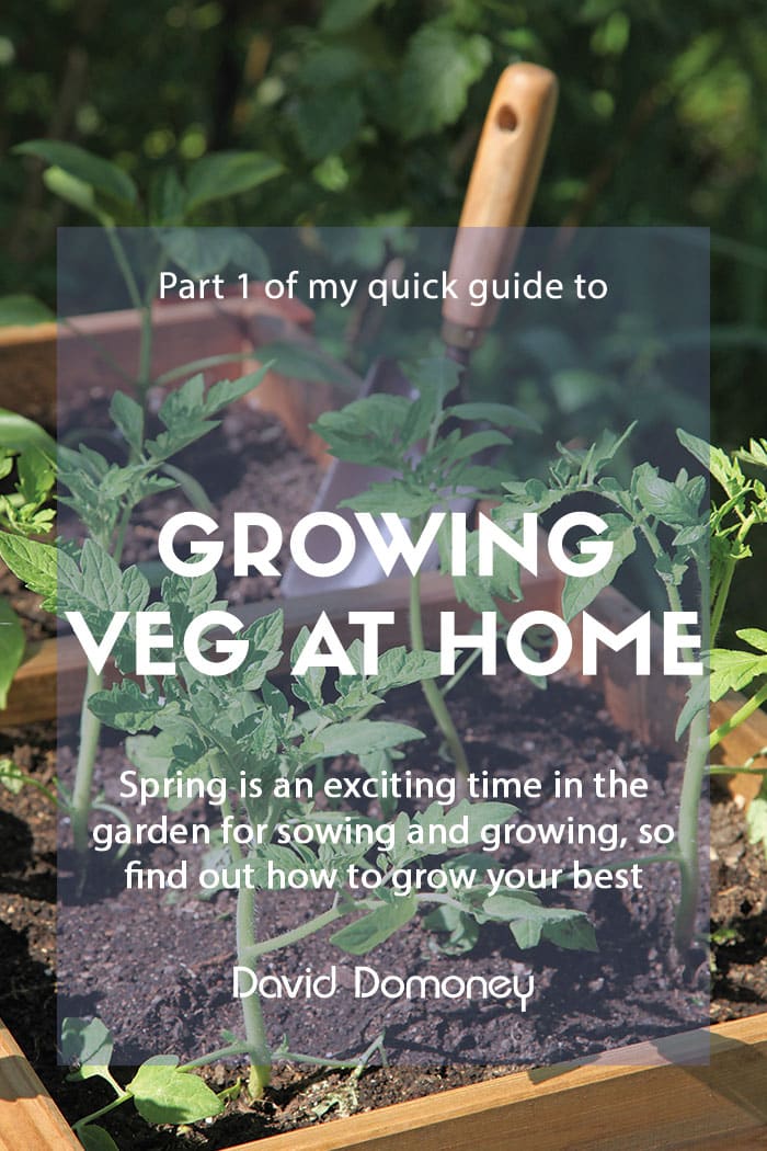 A quick guide to growing vegetables at home – Part 1