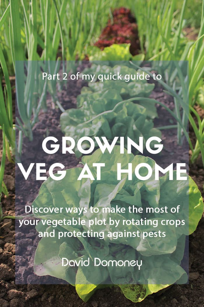 A quick guide to growing vegetables at home – Part 2