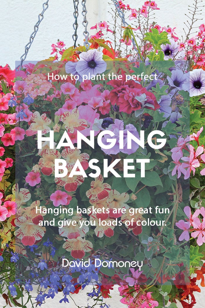 How to: plant a perfect hanging basket every time