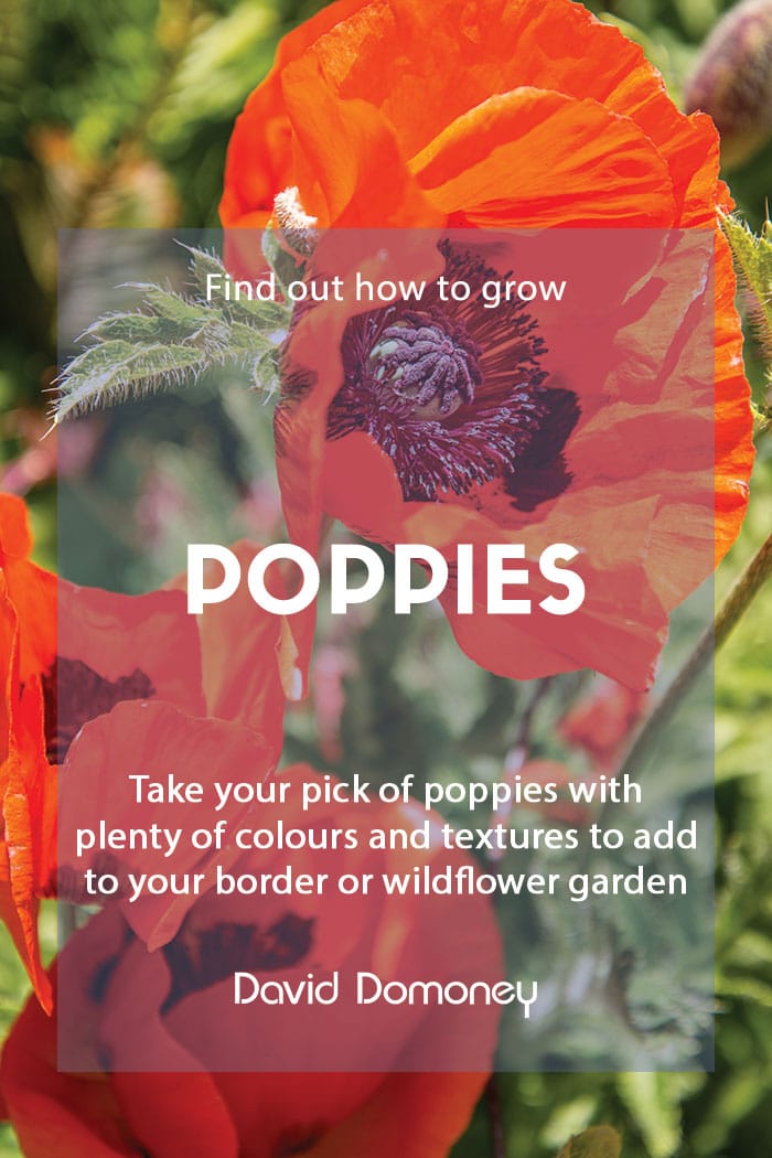 How to grow your own poppies