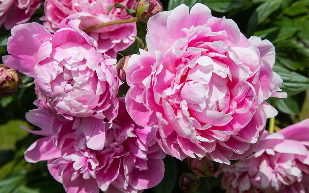 Peonies