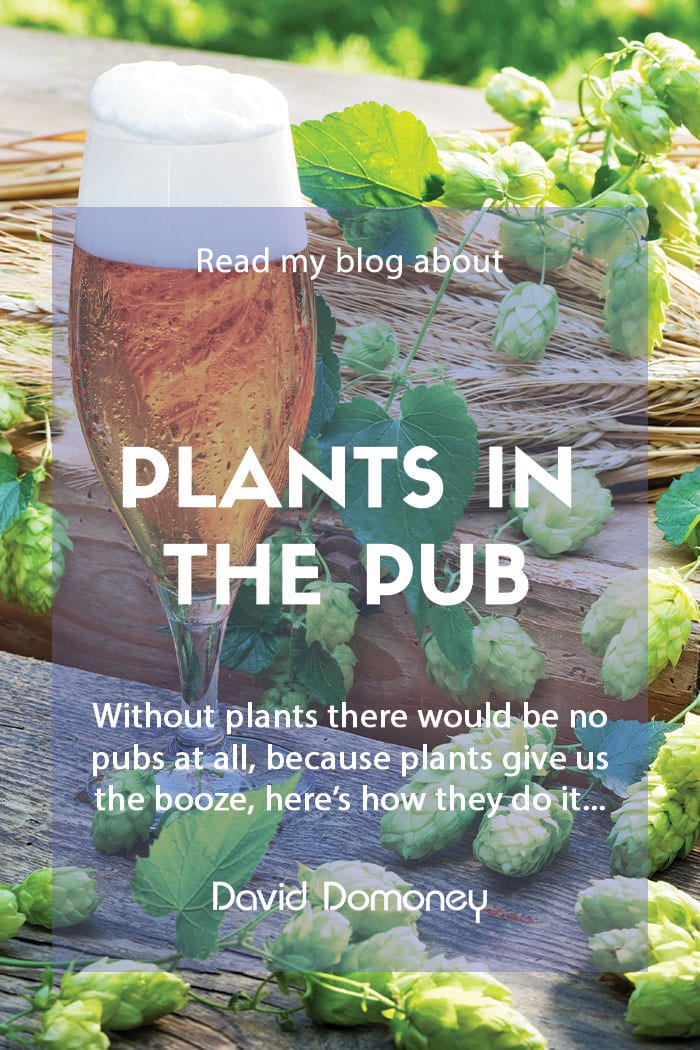 Why you should think about plants when you’re in the pub