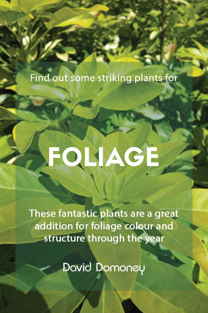 My top picks of striking garden plants for foliage