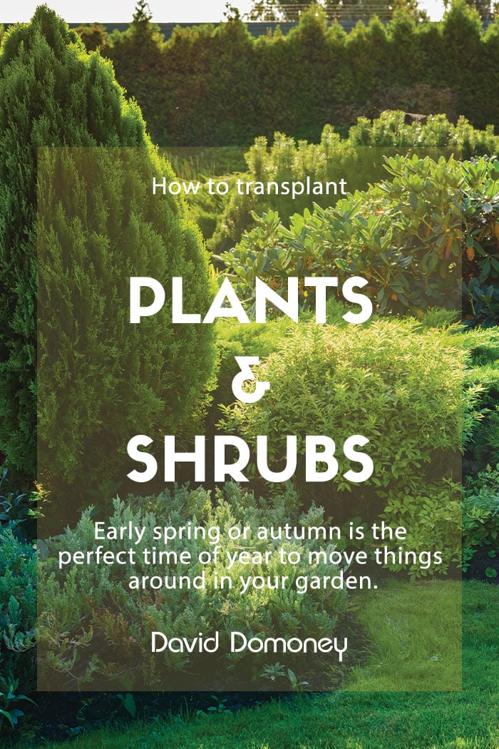 How to: transplant plants and shrubs to new positions