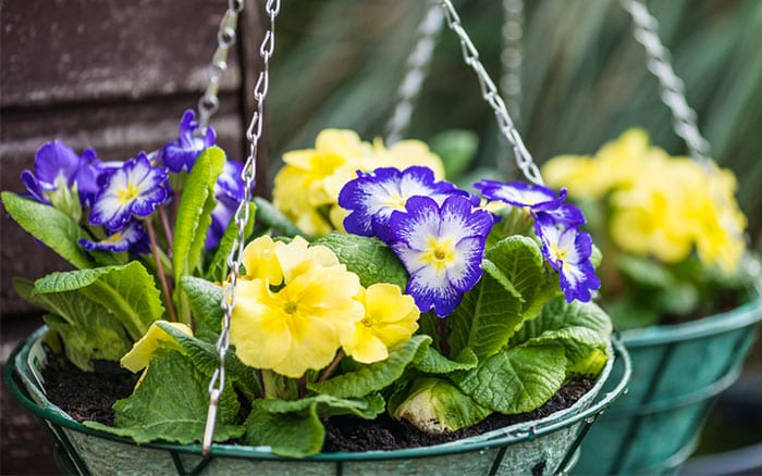 hanging-baskets-with-primula-polyanthus