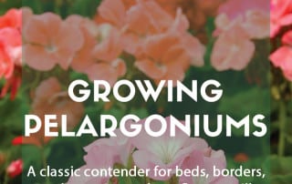 Guide to growing pelargoniums