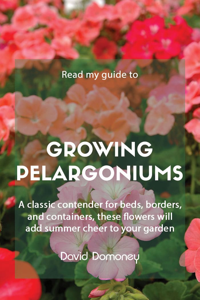 Growing pelargoniums in the garden