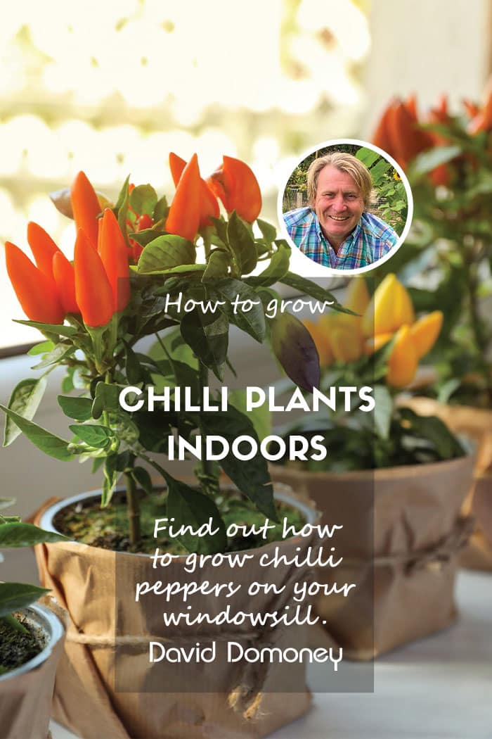 How to grow a chilli plants indoors