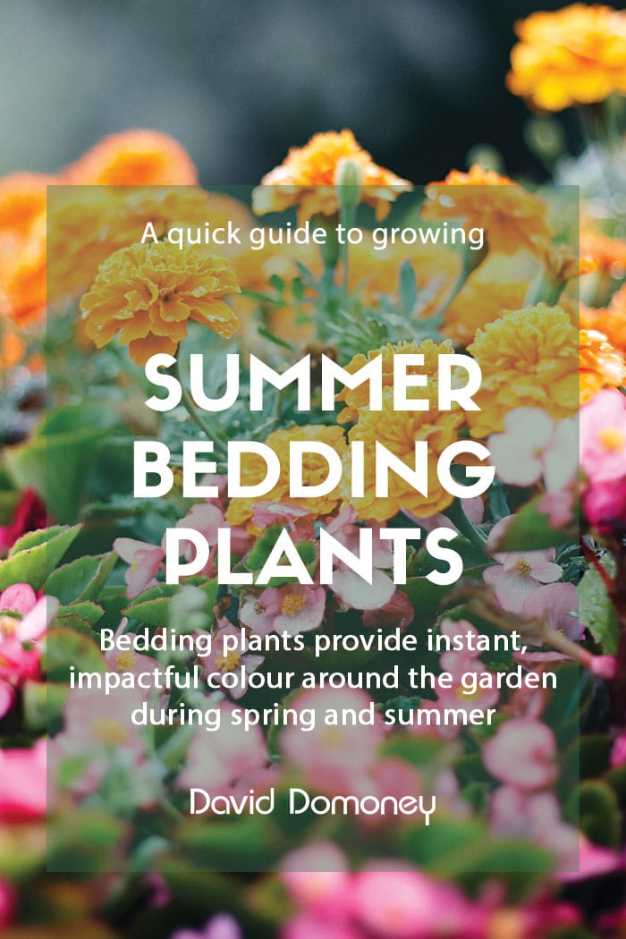 A quick guide to growing summer bedding plants