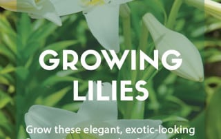 Guide to growing lilies