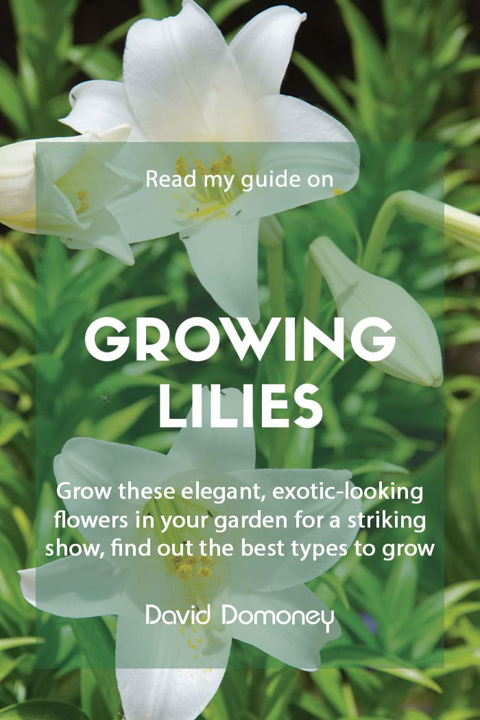 How to grow lilies and the best varieties to buy