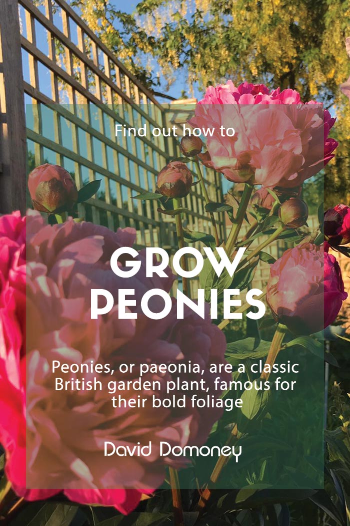 Plant Spotlight: how to grow peonies and the best blooms to buy