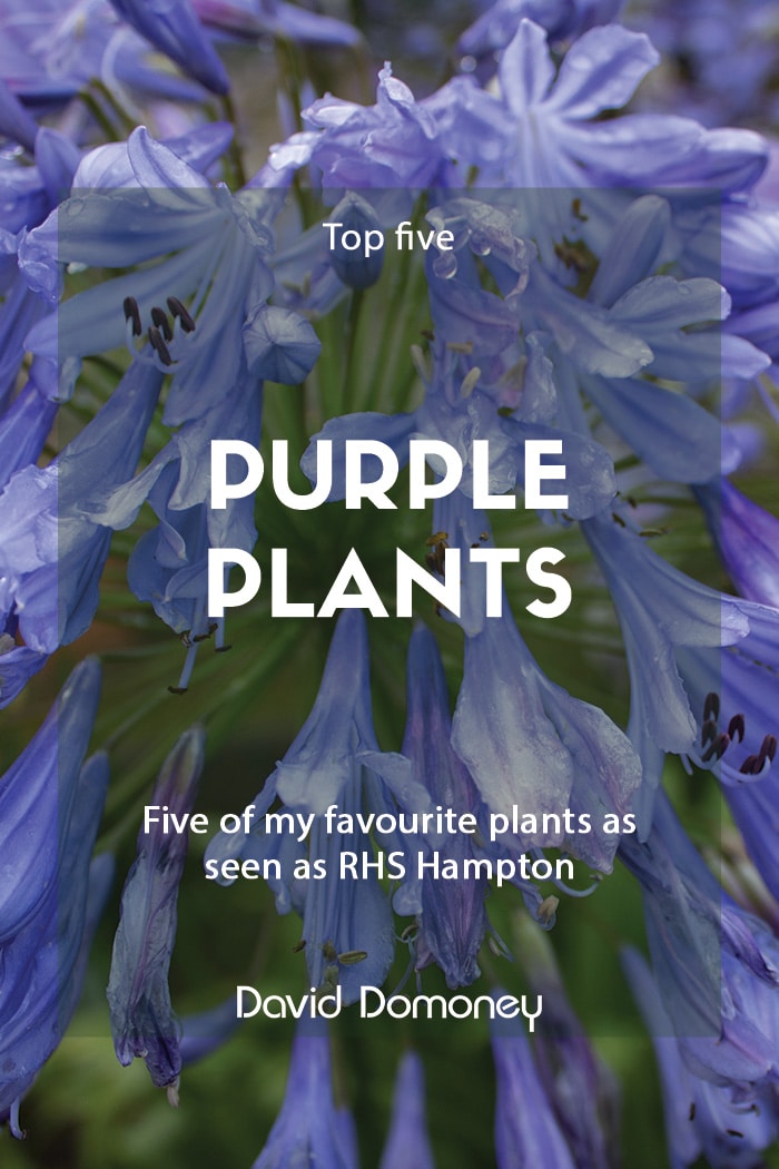 Five best purple plants from RHS Hampton Court Palace Flower Show