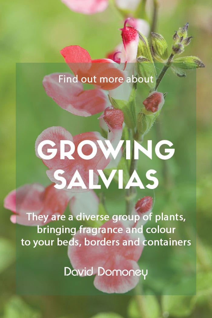 A guide to growing salvias in the garden