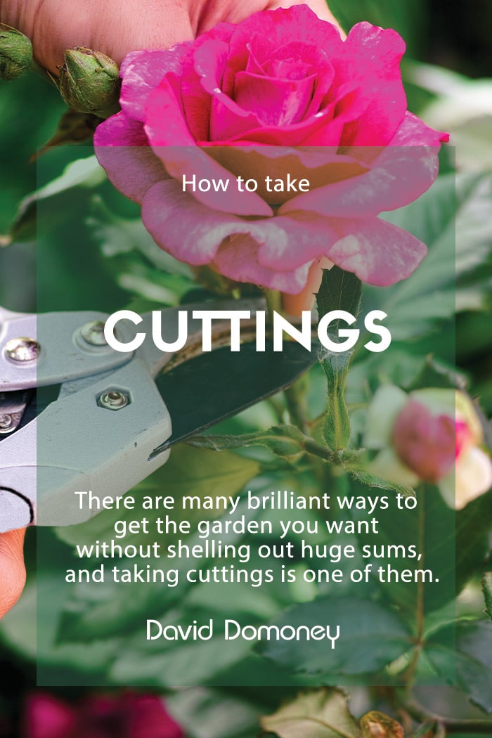 How to: take cuttings of shrubs and perennials to make new plants