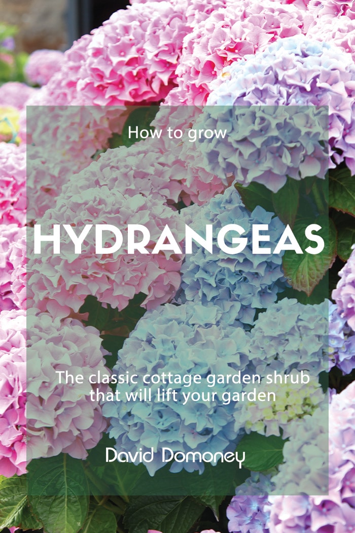 How to grow hydrangeas