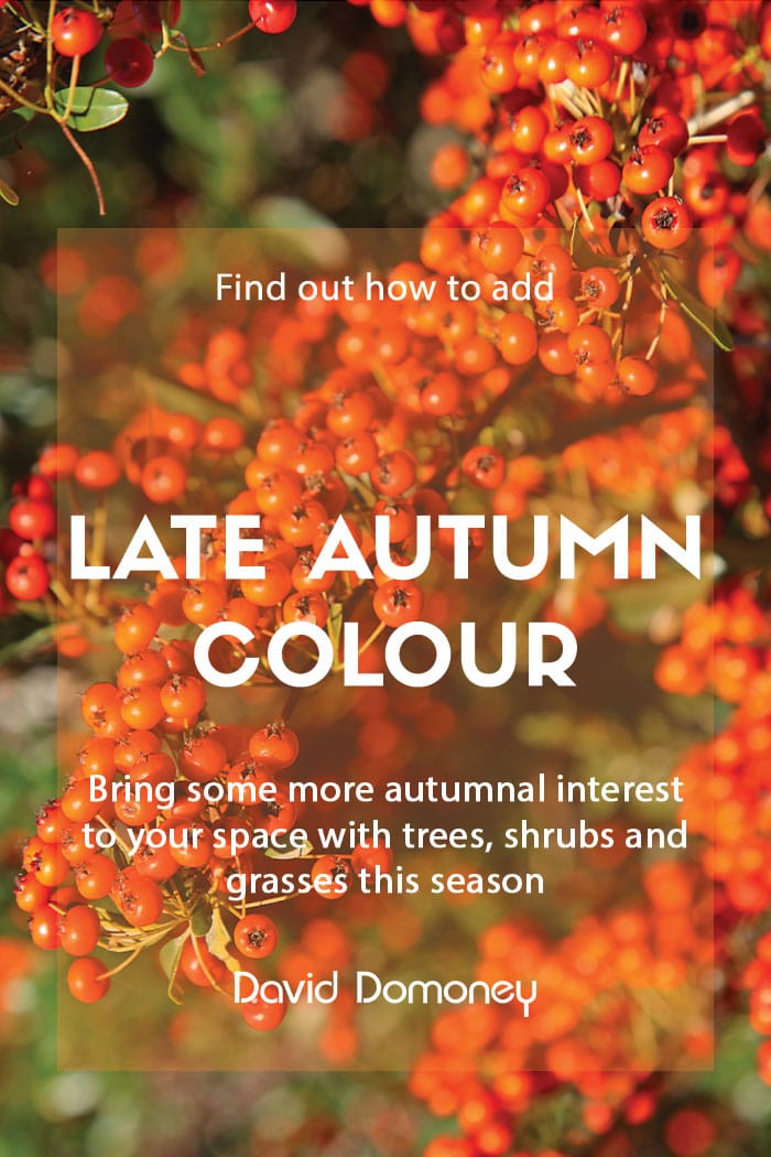 How to create autumn garden colour using late-flowering plants