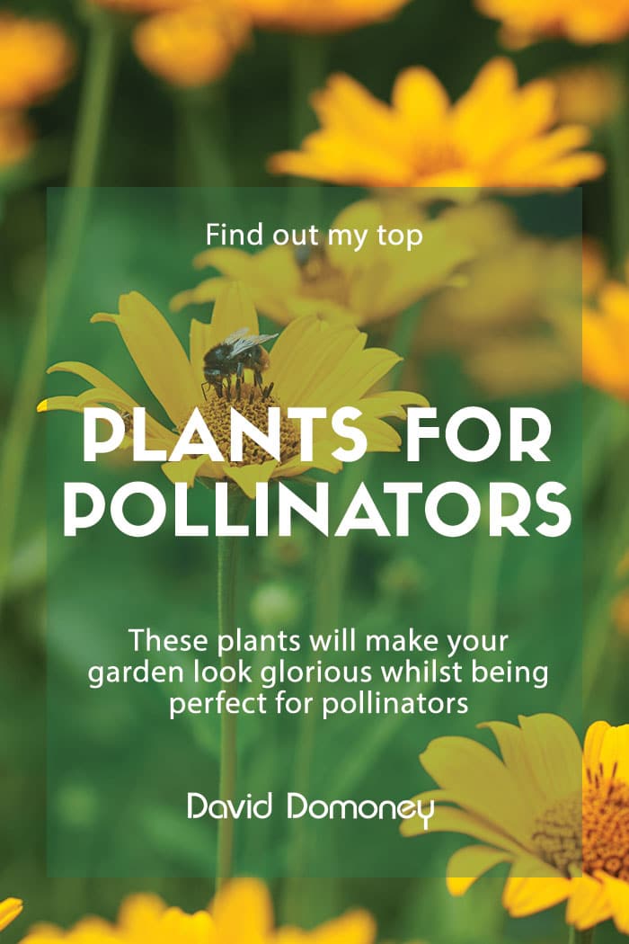 Plants that are great for pollinators in your garden