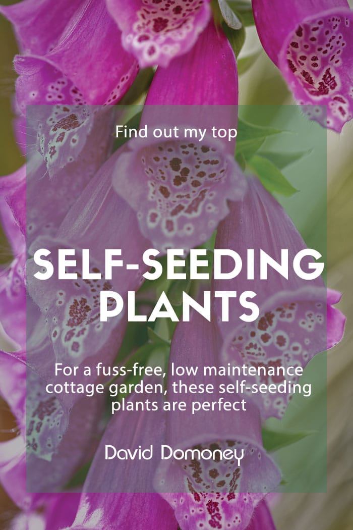 Top 10 self-seeding plants for a low maintenance cottage garden