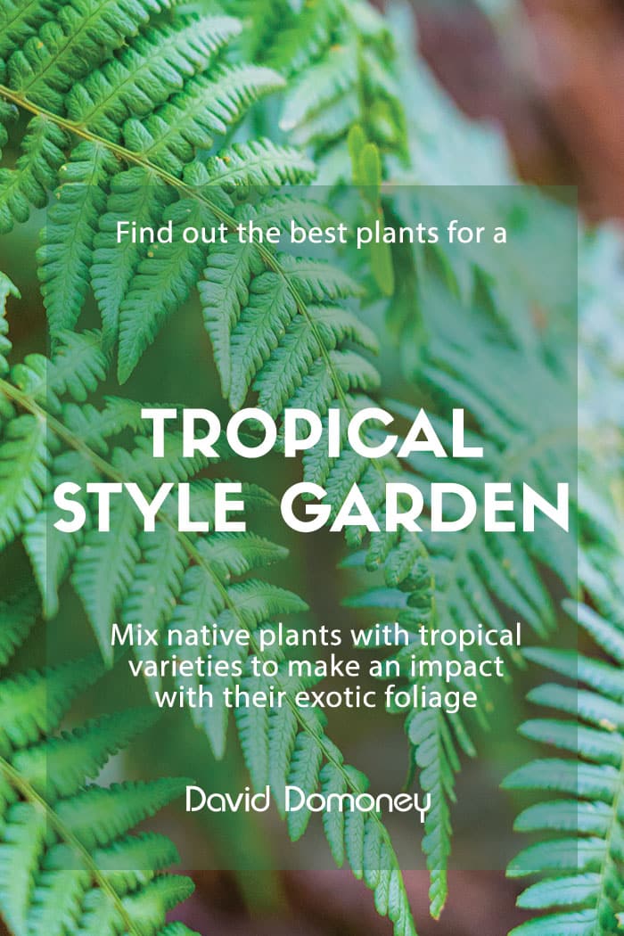 The 10 best plants to get a tropical garden style in Britain