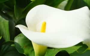 arum lily zantedeschia