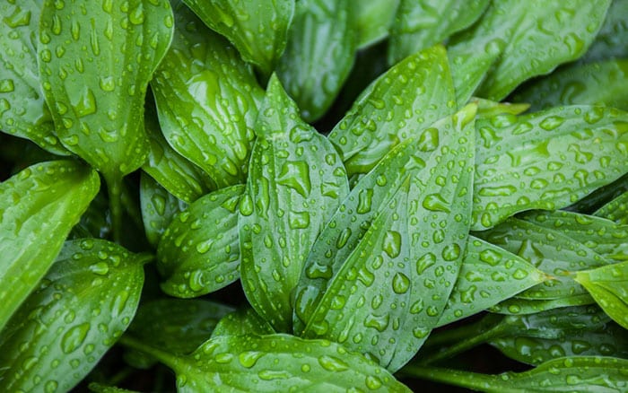 How do I stop slugs from eating my hosta plants?