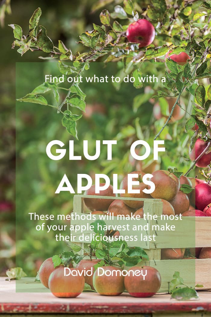 Fruit harvest: What to do with a glut of apples