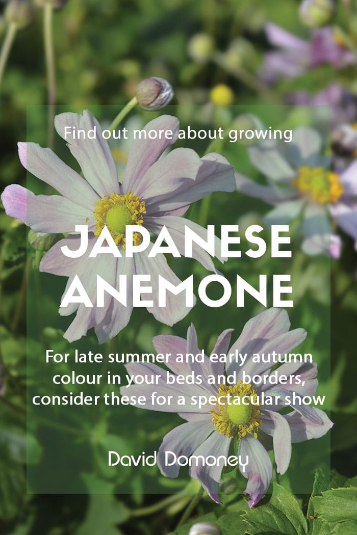 Growing Japanese anemone in your garden