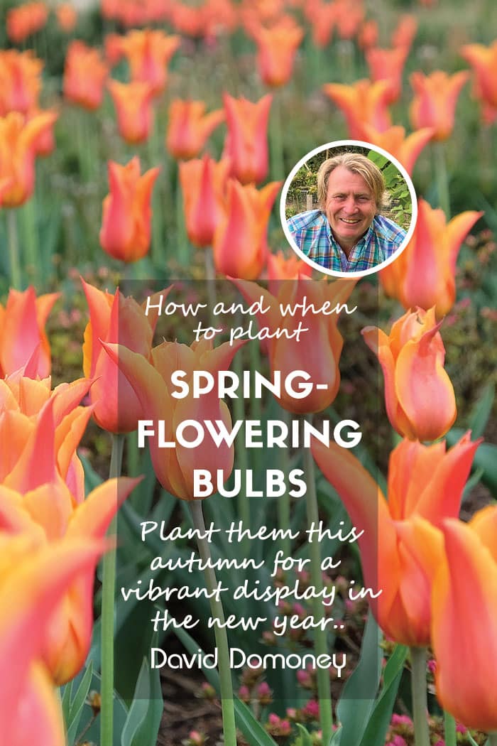 How and when to plant spring-flowering bulbs