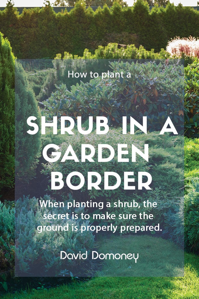 How to: Plant a shrub in the garden border