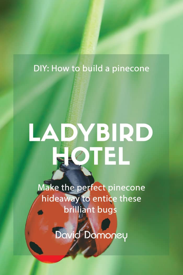 Wild About Gardens – How to build a pine cone ladybird hotel