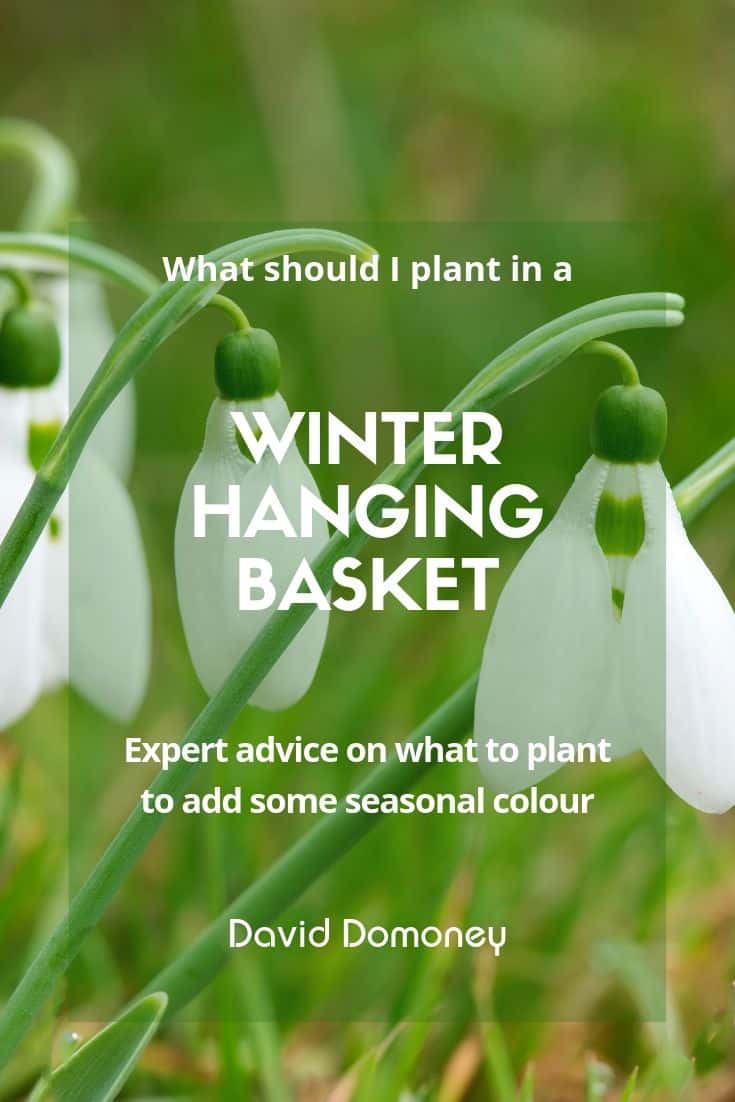 What should I plant in a winter hanging basket?