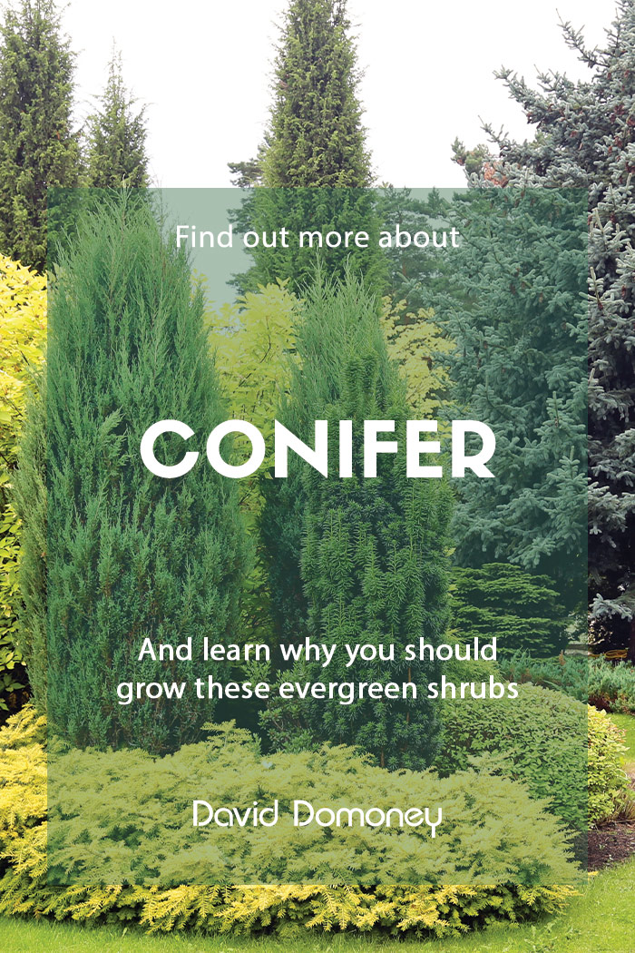 Conifer: Why you should grow them