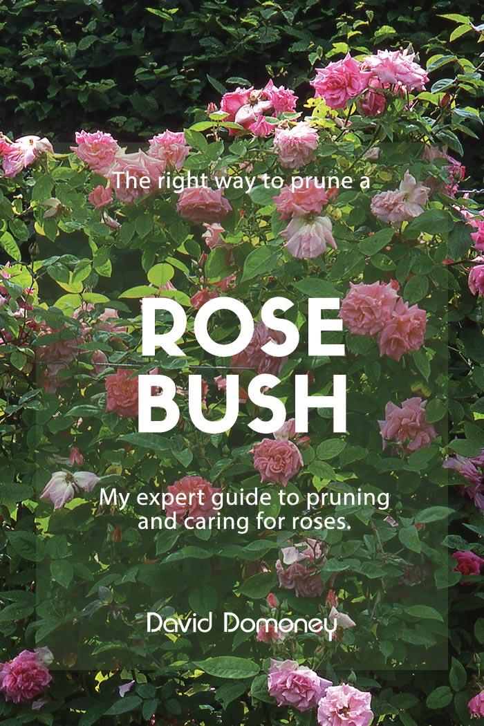 The right way to prune back a rose bush