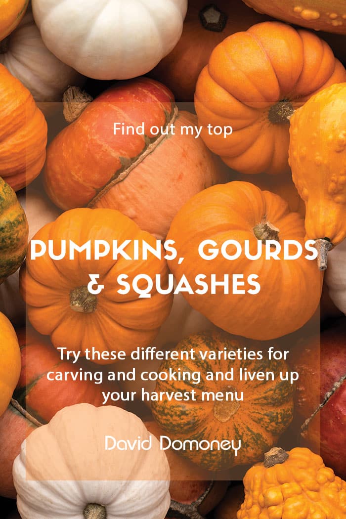 Top 12 pumpkins, gourds and winter squashes