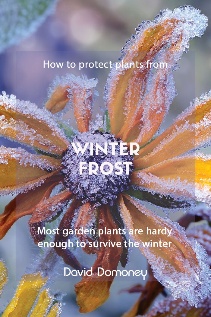 How to protect garden plants from winter frost