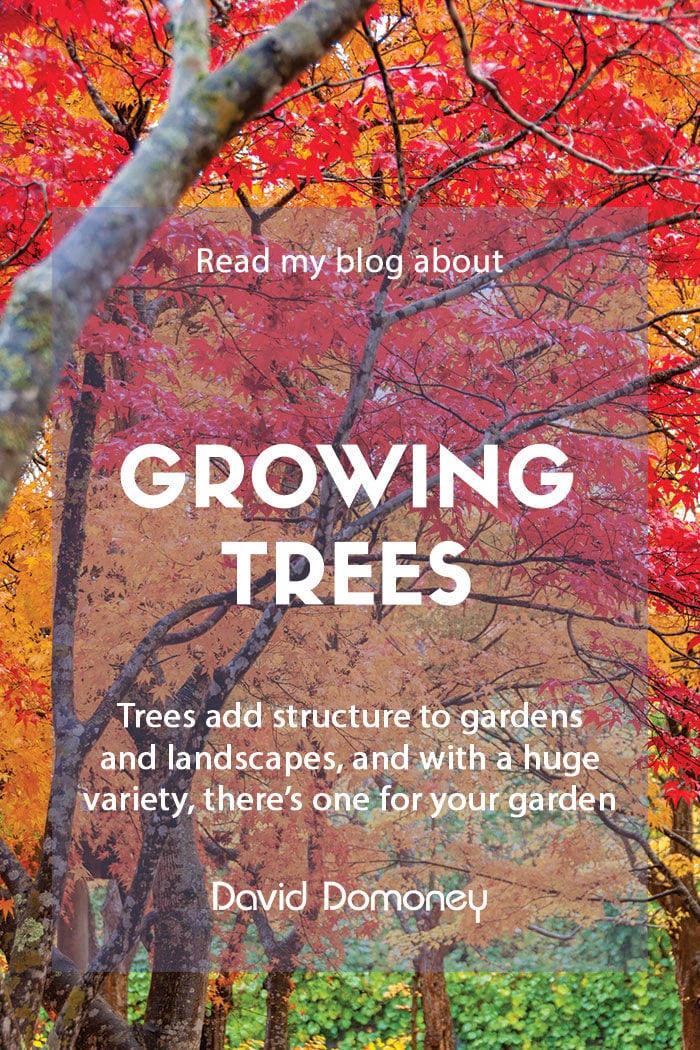 Plant of the Month for November – Trees