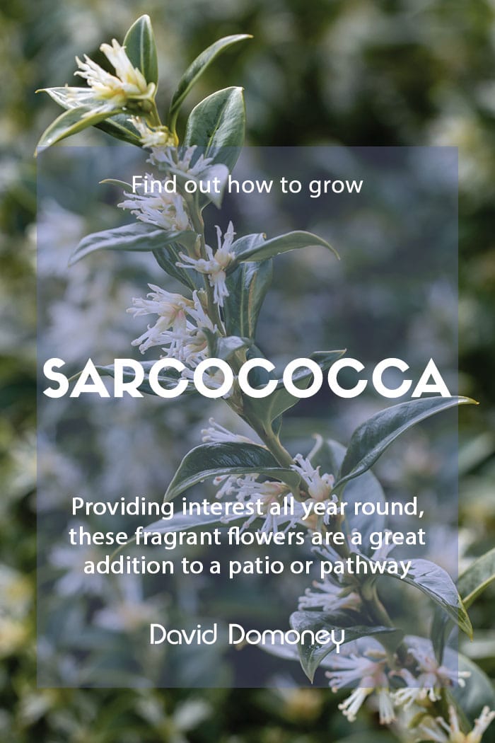 How to grow Sarcococca in the garden