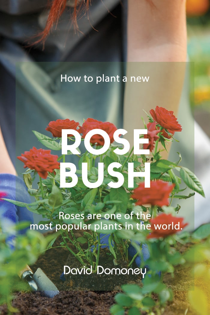 How to plant a new rose bush in the garden