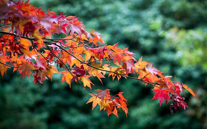 How do I prune an overgrown acer tree in my garden?