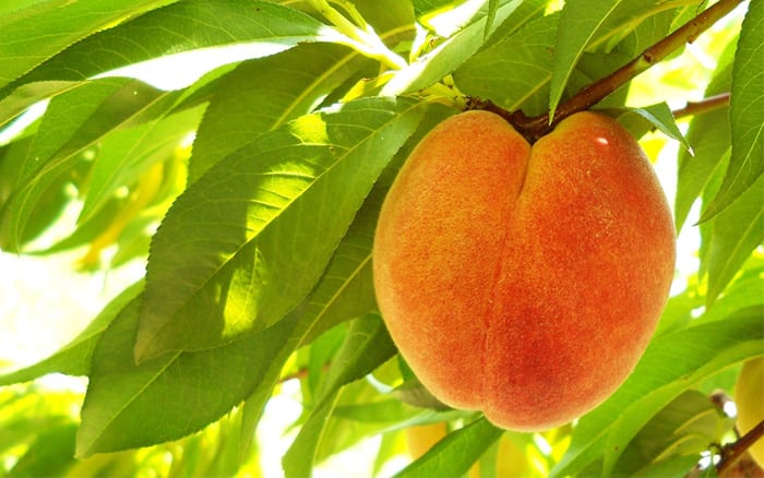 peach-tree how to plant fruit tree